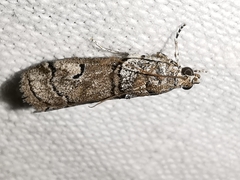 Acrobasis romanella