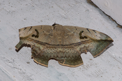 Hypopyra vespertilio