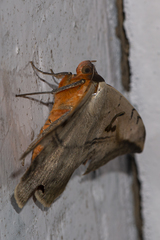 Hypopyra vespertilio