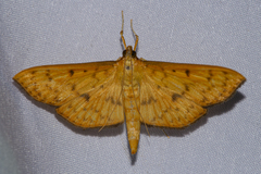 Endocrossis caldusalis