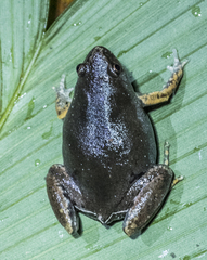 Guyana Humming Frog photo 2