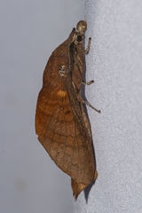 Suana concolor