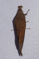 Suana concolor