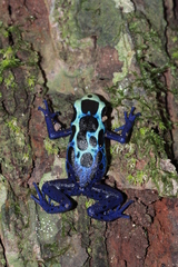 Dendrobates tinctorius