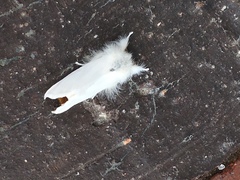 Euproctis chrysorrhoea