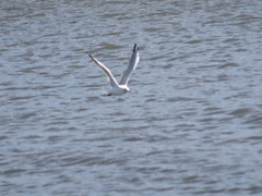 Chroicocephalus ridibundus