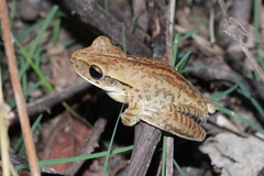 Boana raniceps