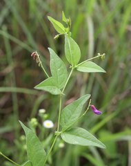 Vicia unijuga