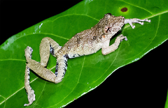 Scinax nebulosus