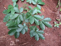 Vitex grandifolia