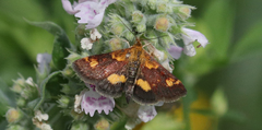 Pyrausta orphisalis