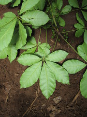 Vitex grandifolia