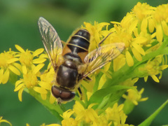 Eristalis nemorum