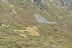 Rupicapra pyrenaica parva