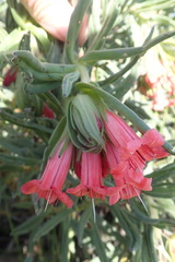 Lobostemon belliformis