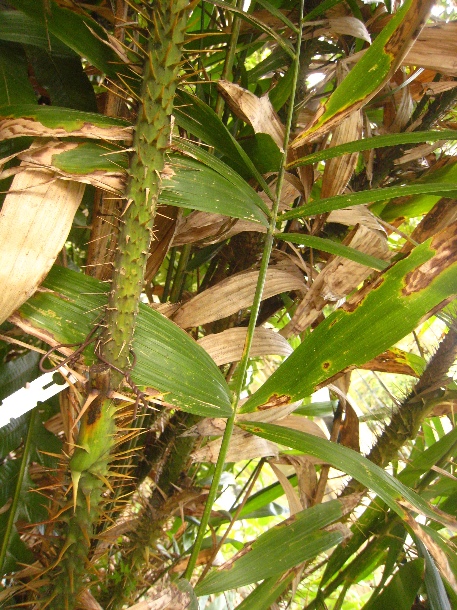 Calamus rotang
