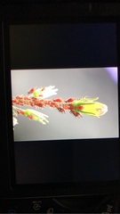 Uroleucon campanulae