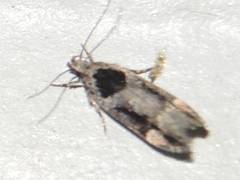 Pseudochelaria walsinghami