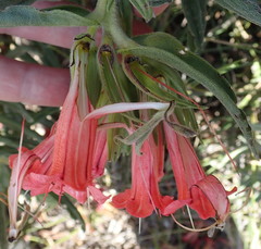 Lobostemon belliformis