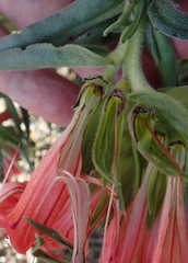 Lobostemon belliformis