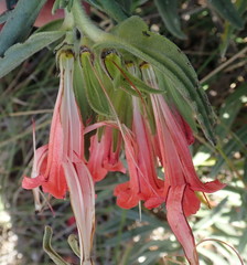 Lobostemon belliformis