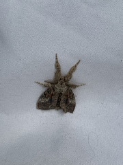 Dasychira obliquata