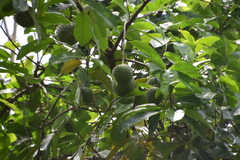 Annona montana