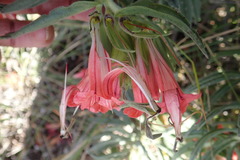 Lobostemon belliformis