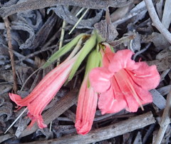 Lobostemon belliformis