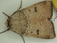 Abagrotis trigona