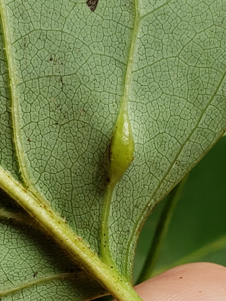 Resseliella tulipiferae