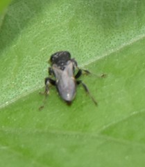 Oxybelus bipunctatus