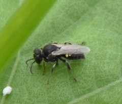 Oxybelus bipunctatus