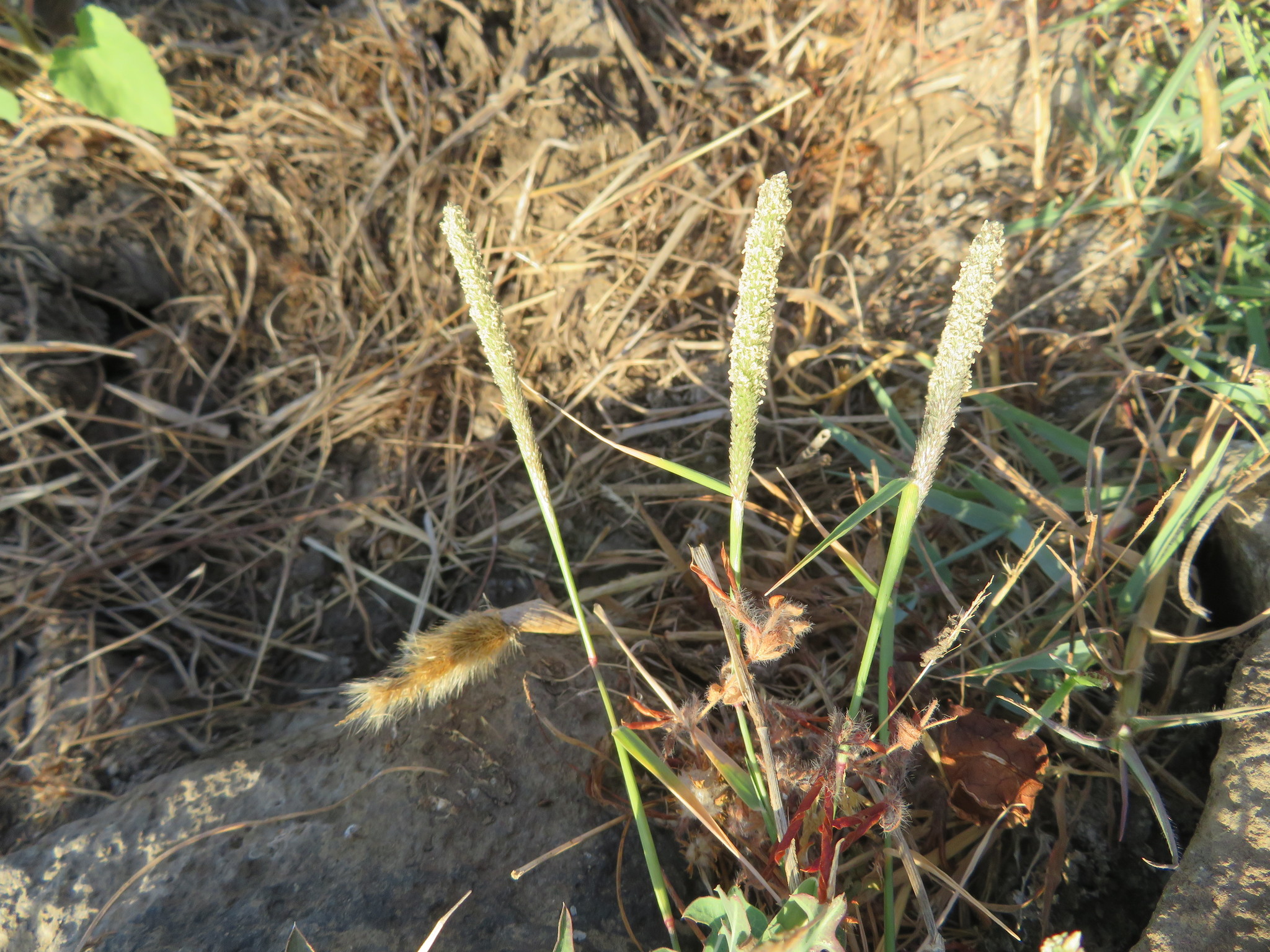 foxtail prickle grass (Crypsis alopecuroides) · iNaturalist