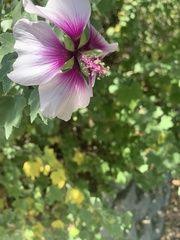 Malva subovata bicolor