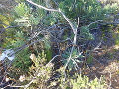 Lobostemon belliformis