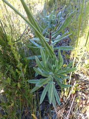 Lobostemon belliformis