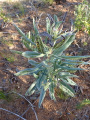 Lobostemon belliformis
