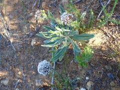 Lobostemon belliformis