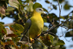 Treron phoenicopterus