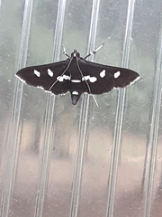 Desmia maculalis