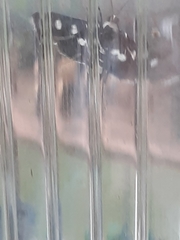 Desmia maculalis