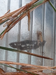 Desmia maculalis