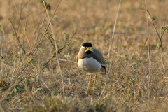 Vanellus malabaricus