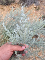 Aspalathus candicans