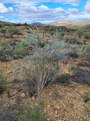 Aspalathus candicans