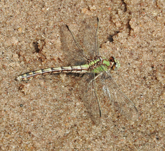 Ophiogomphus smithi