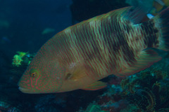 Cheilinus trilobatus