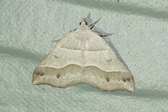 Macaria lorquinaria