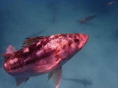 Kelp Bass photo 6